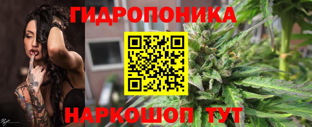 Конопля планчик Гудермес